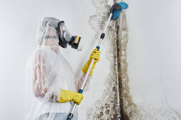 Attic Mold Removal in Mineral Springs, AR