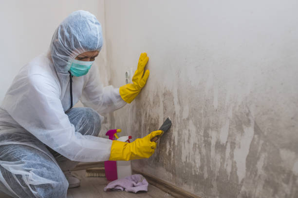 Best Residential Mold Removal  in Mineral Springs, AR