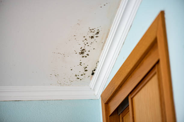 Best Mold Cleaning Services  in Mineral Springs, AR