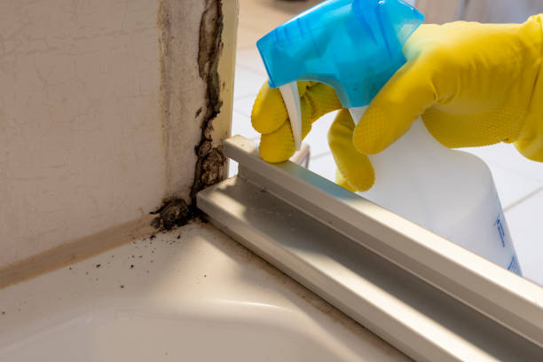 Best Crawl Space Mold Removal  in Mineral Springs, AR