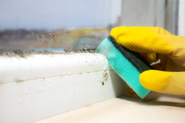 Best Fast Mold Removal  in Mineral Springs, AR