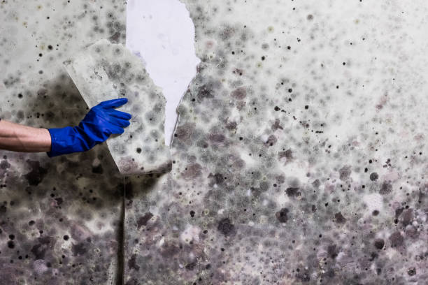 Best Professional Mold Removal  in Mineral Springs, AR