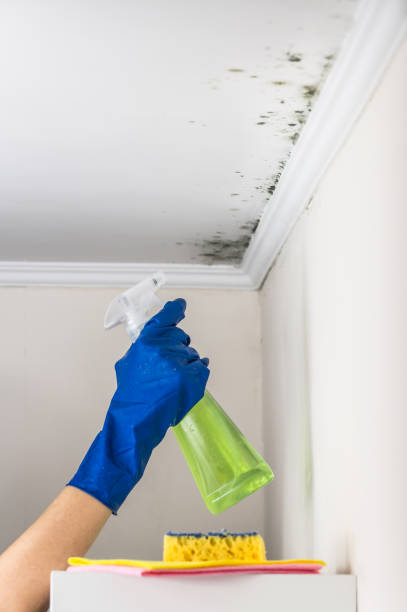 Best Emergency Mold Removal  in Mineral Springs, AR